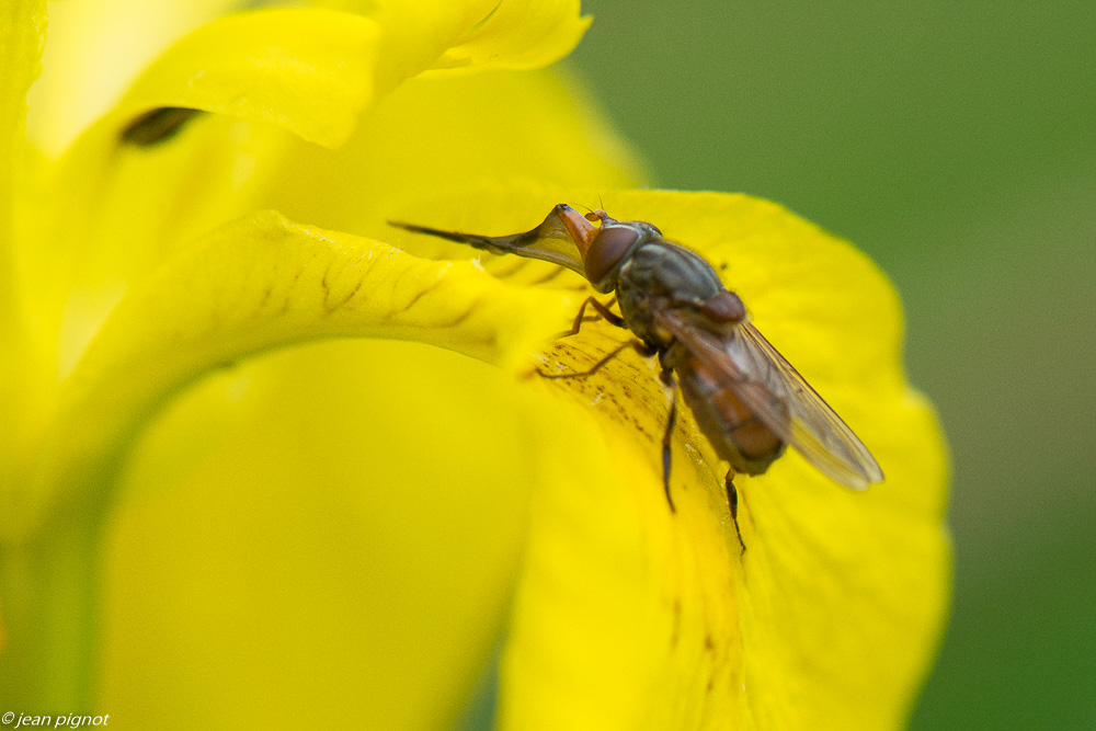 insectes des iris 05 2020-2839.jpg