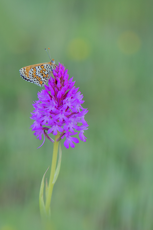 962-Orchis pyramidale et mélitée du plantain.jpg