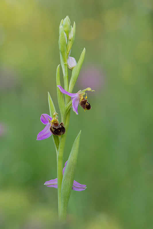 964-Ophrys apifera.jpg