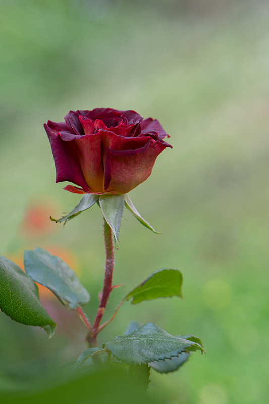 965-Rose de mai.....jpg