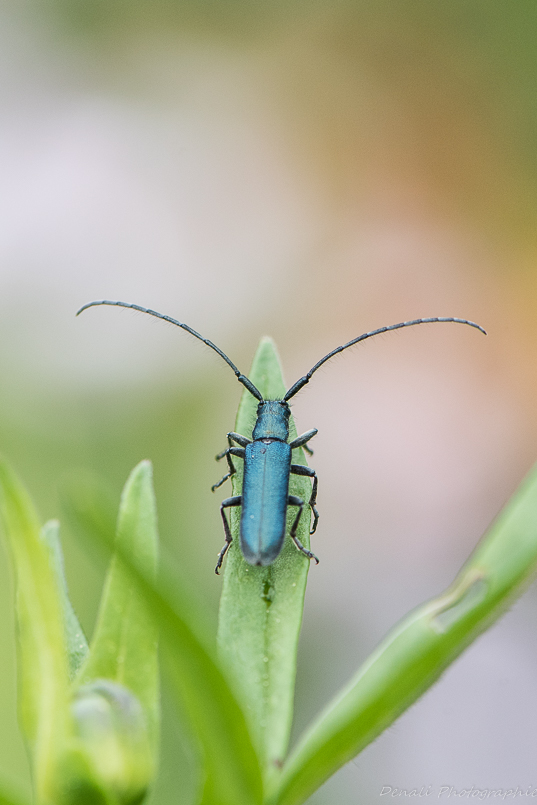 DSC_7029-3.jpg
