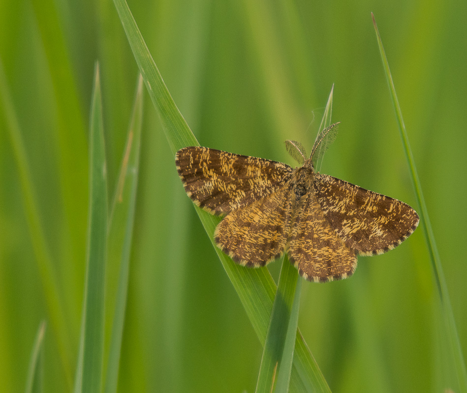 Phalène picotée male - Ematurga atomaria - Geometridae.jpg
