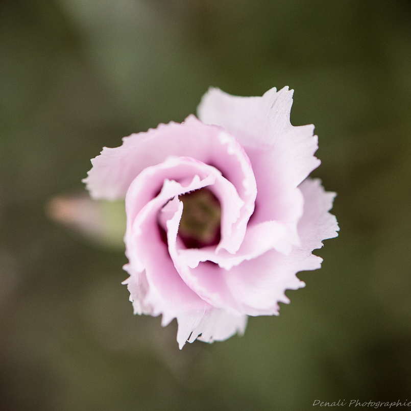 DSC_7003-3.jpg