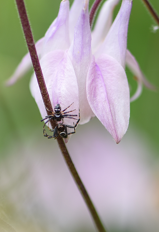 DSC_2180 copie 1.jpg