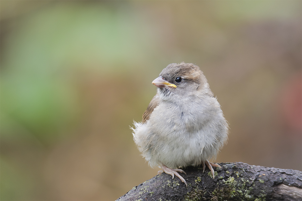 moineau 9 05 2.jpg