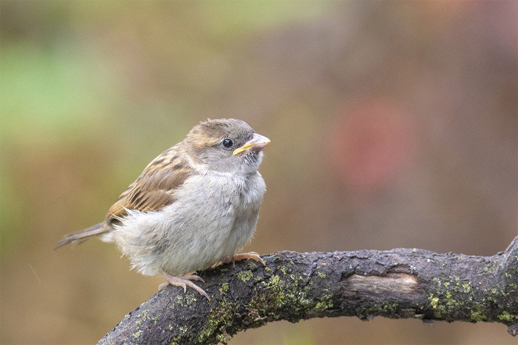 moineau 9 05 3.jpg
