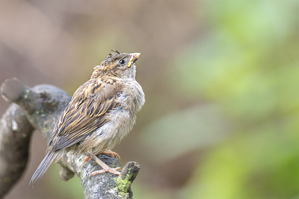moineau 9 05 4.jpg