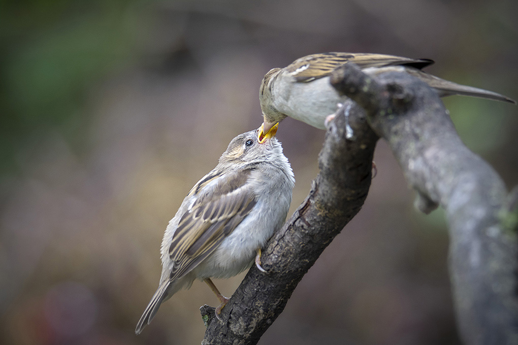 moineau 9 05 1.jpg