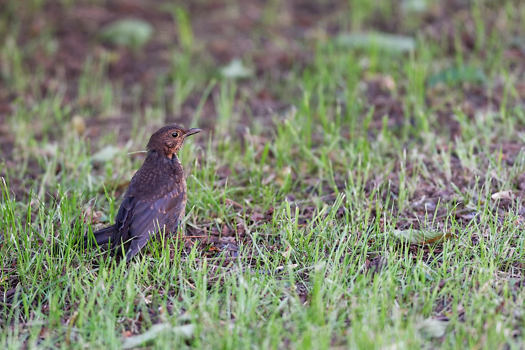 DSC_9381_DxO.jpg