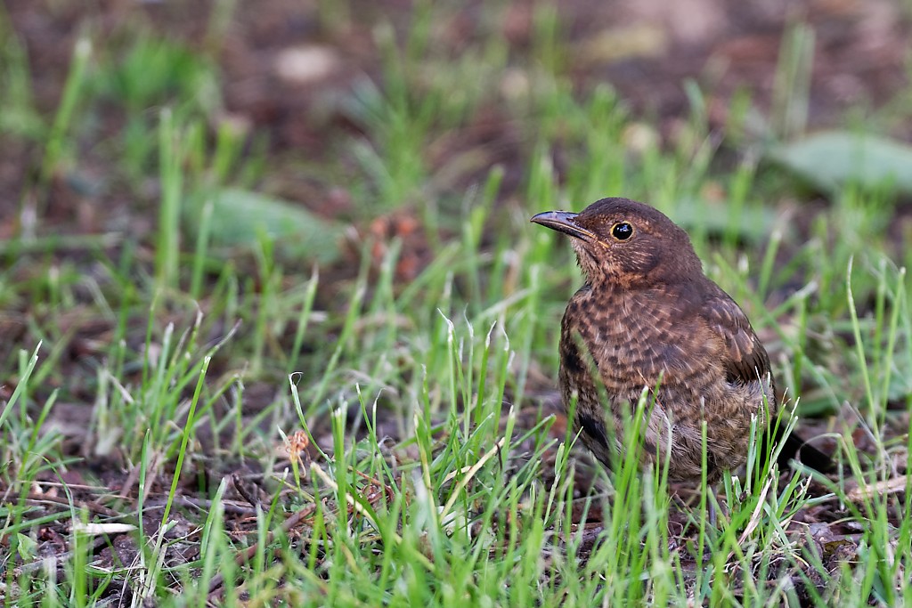 DSC_9389_DxO.jpg
