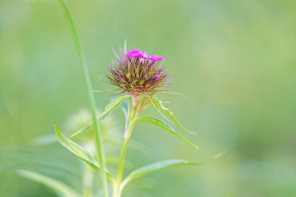 DSC_9398_DxO.jpg