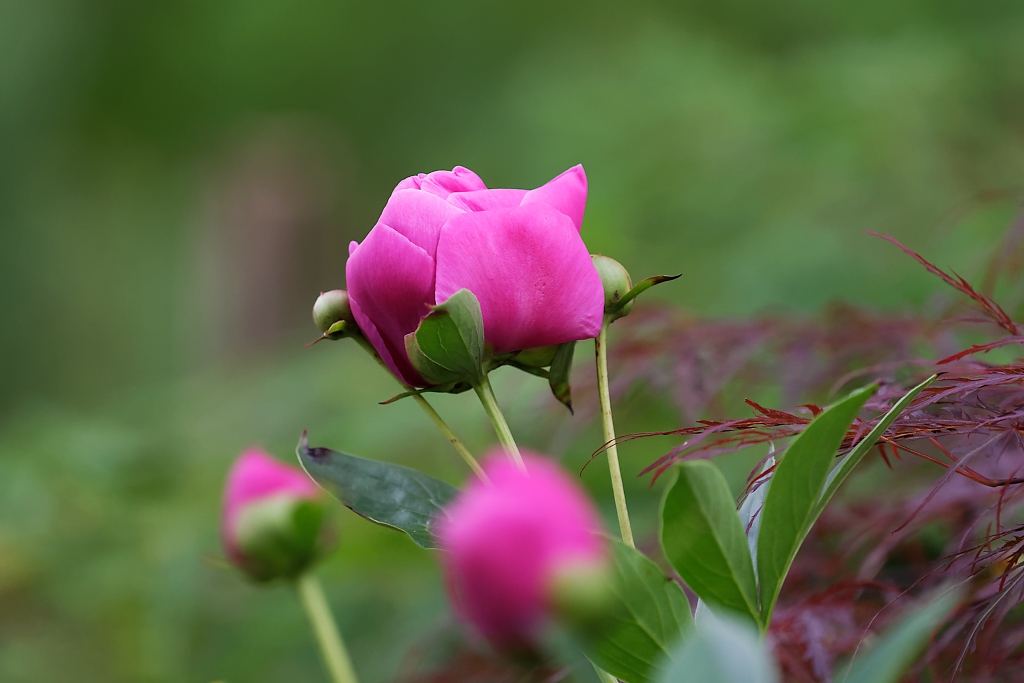 DSC_4066_DxO.jpg