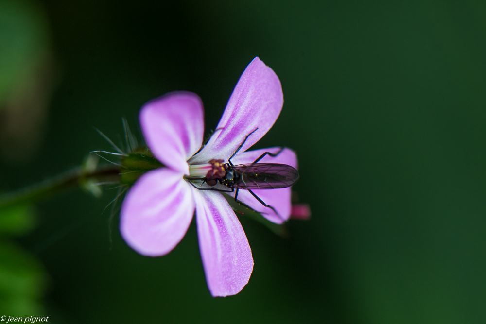 mouche du geranium 05 2020-2982.jpg