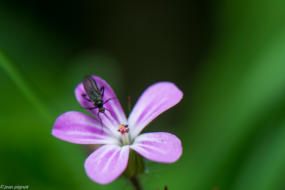 mouche du geranium 05 2020-3003.jpg