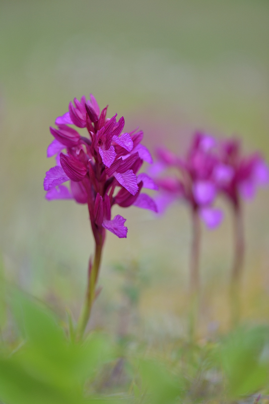 anacamptis papillonacea.jpg