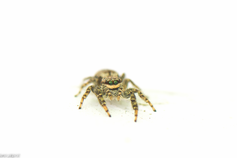 saltiques 05 2020-3081-2.jpg