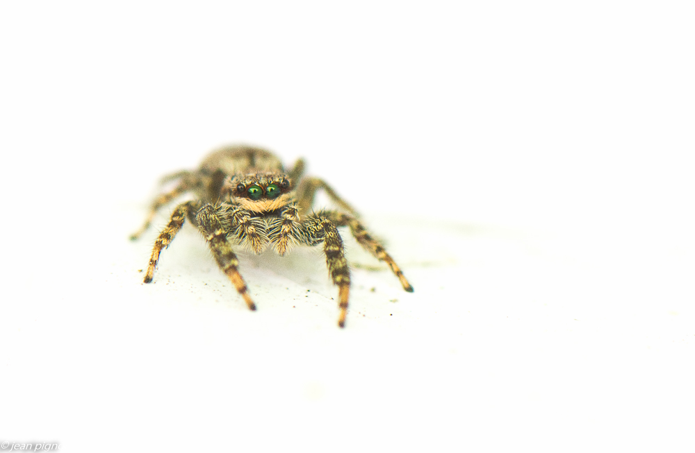 saltiques 05 2020-3081-3.jpg