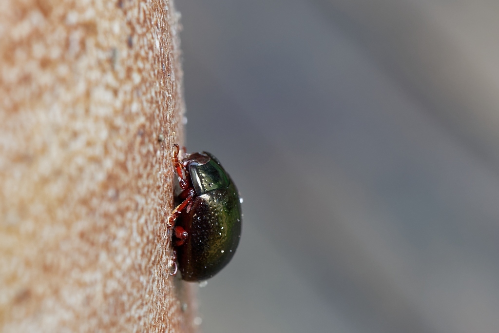 DSC_9428_DxO.jpg