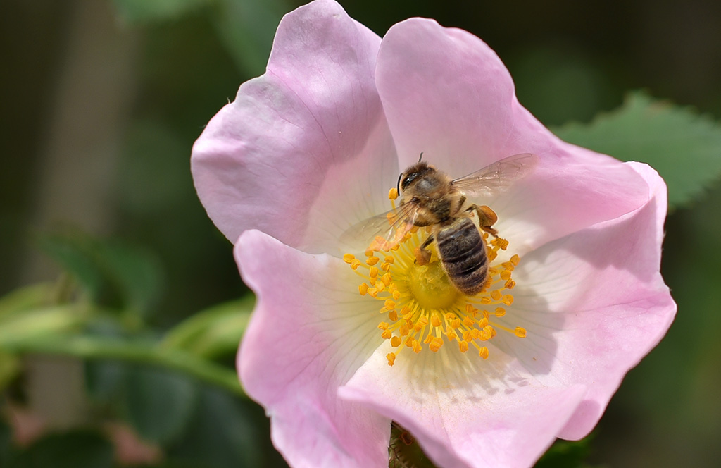 DSC_2452 copie 1.jpg