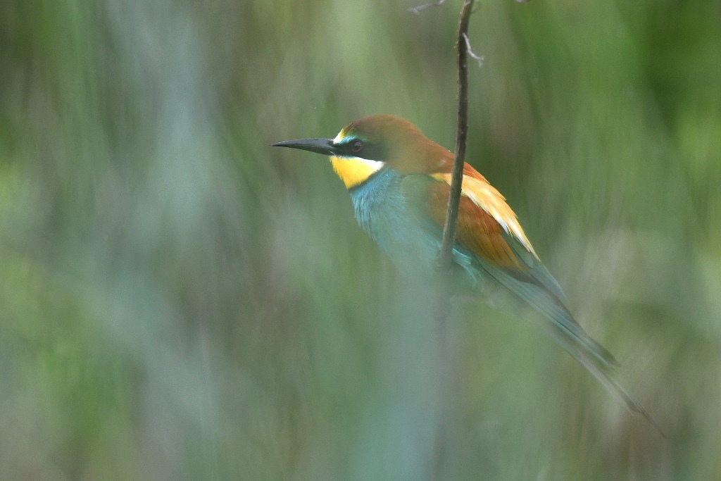 DSC_2927.JPG