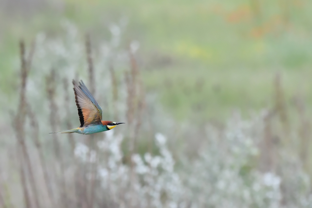 DSC_2975.JPG