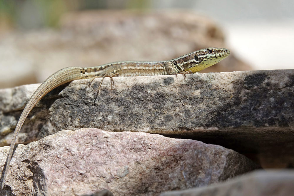 lezard_des_murailles.jpg