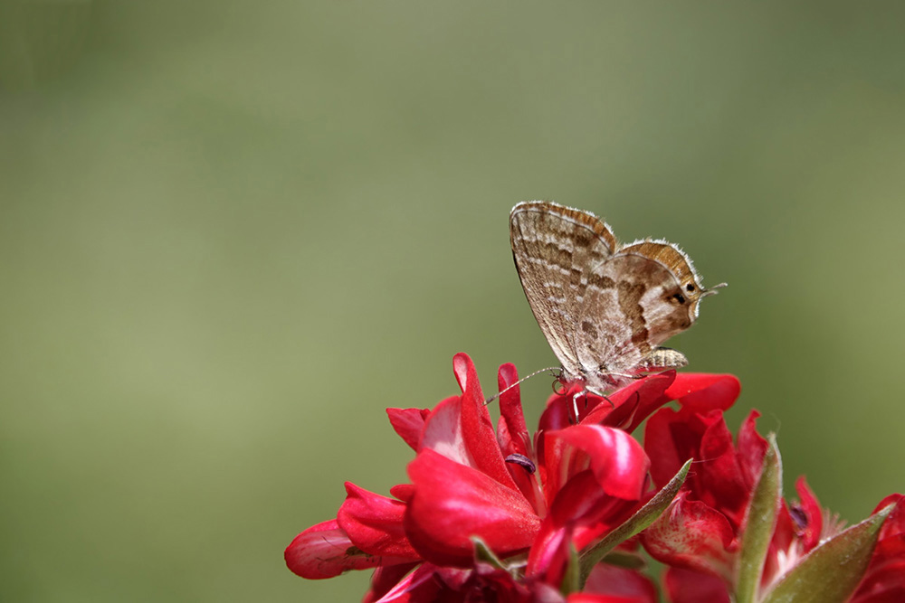 brun des pelargoniums.jpg