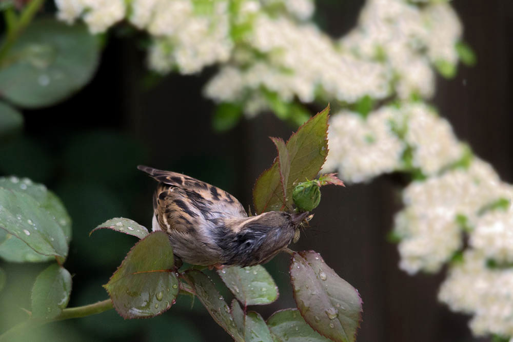 moineau_insecte.jpg