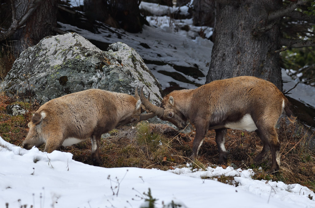 DS5_3309.jpg