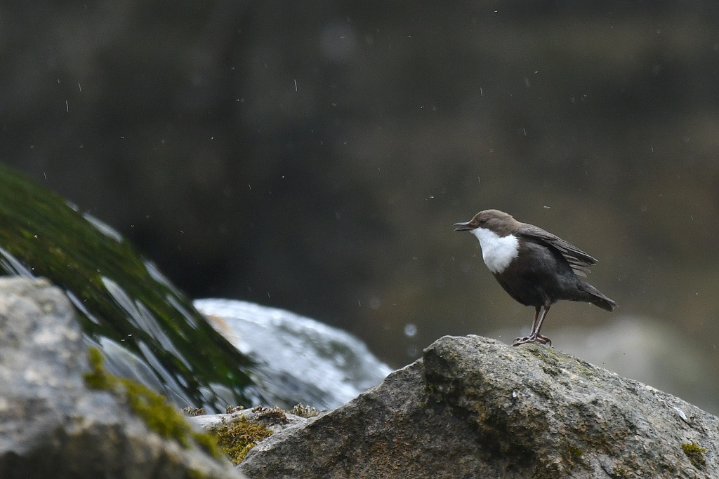 DSC_3029.JPG