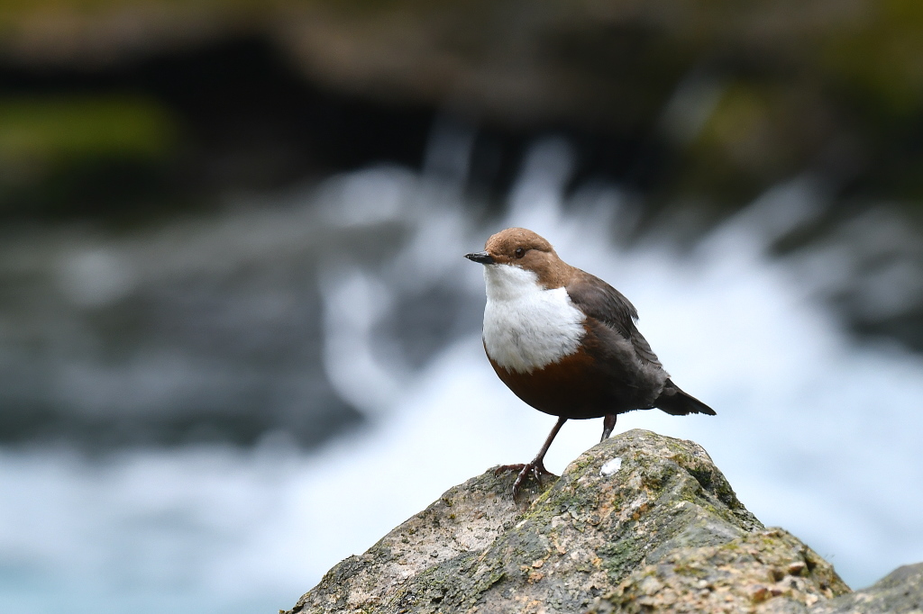 DSC_3096.JPG