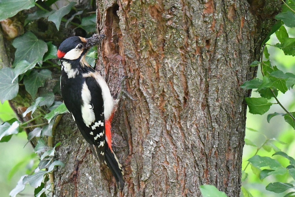 DSC_3457.JPG