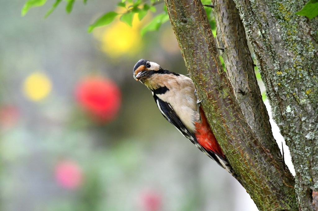 DSC_3395.JPG