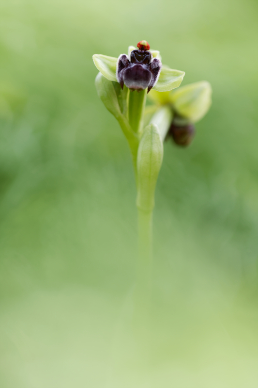 Ophrys bombyliflora_3498.jpg
