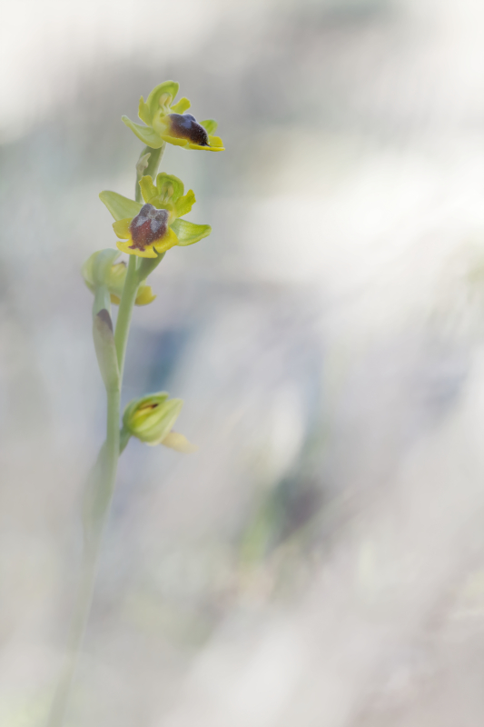 Ophrys  lutea_1322b.jpg
