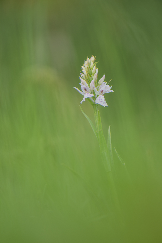 orchis a feuilles tachetées 05 2020-1847.jpg