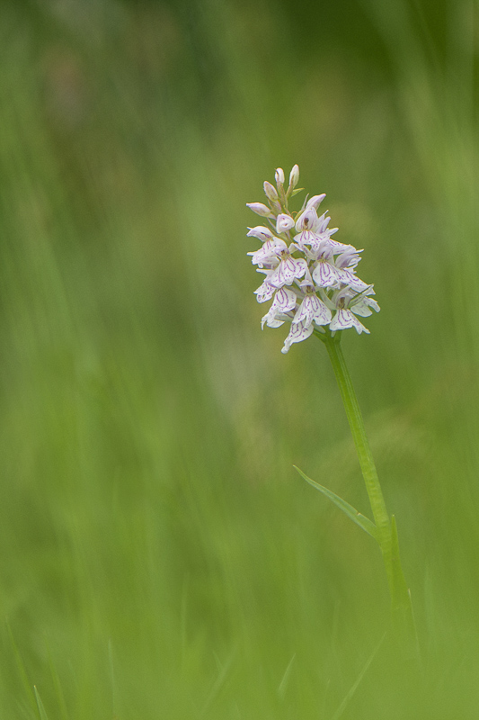 orchis a feuilles tachetées 05 2020-2446-2.jpg