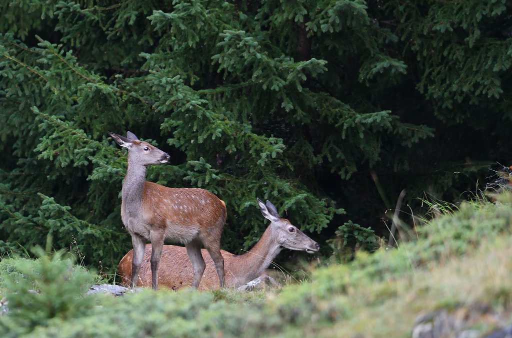 DS5_1377.jpg