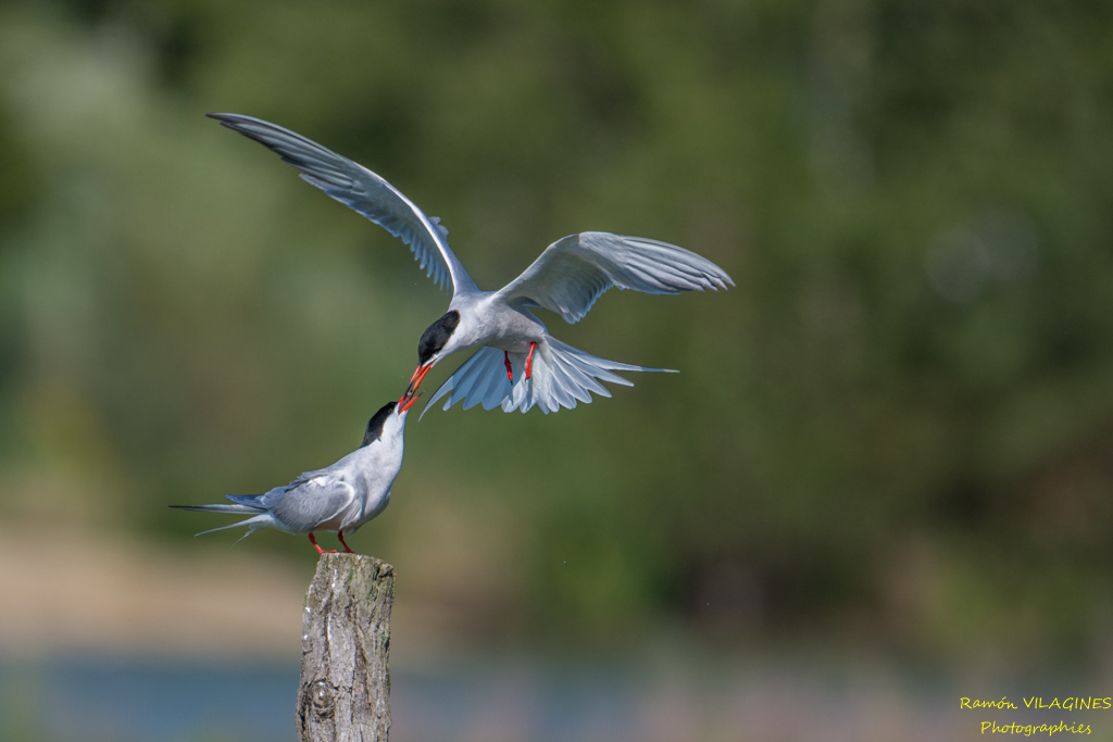 DSC_5246.jpg