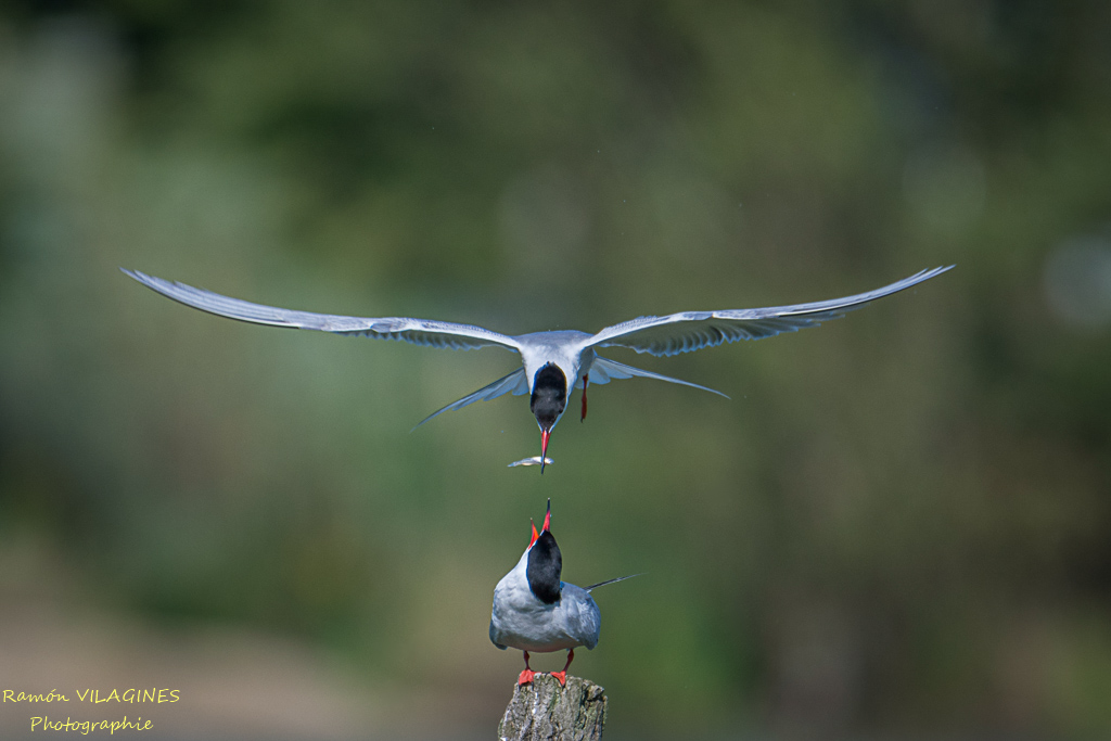 DSC_5323-ps.jpg
