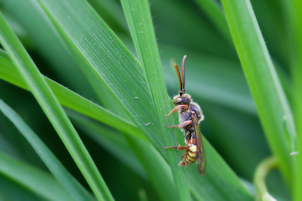 Nomada sp IN.jpg