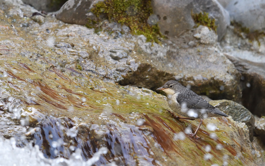 DS5_1043.jpg
