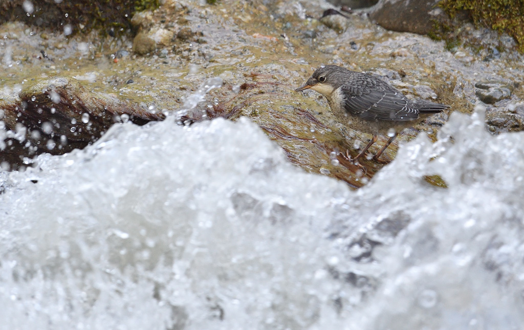 DS5_1053.jpg