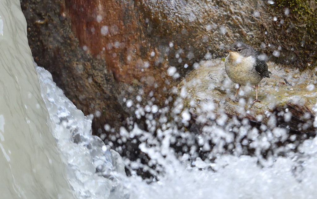 DS5_1063.jpg