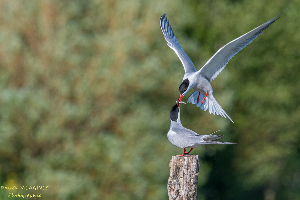 DSC_5233.jpg