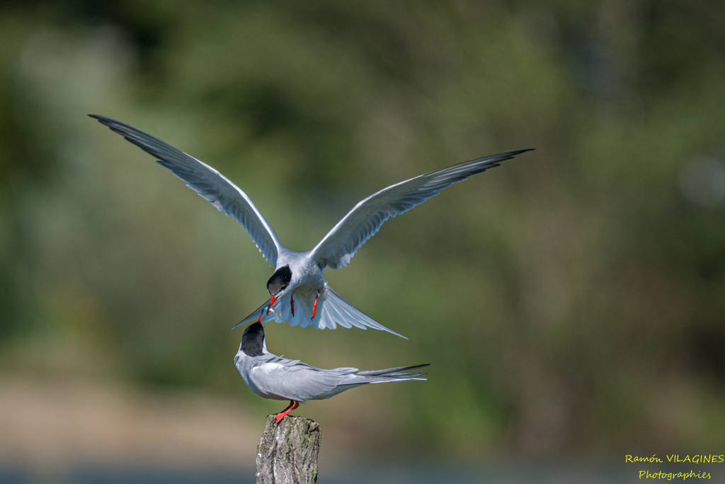 DSC_5252.jpg