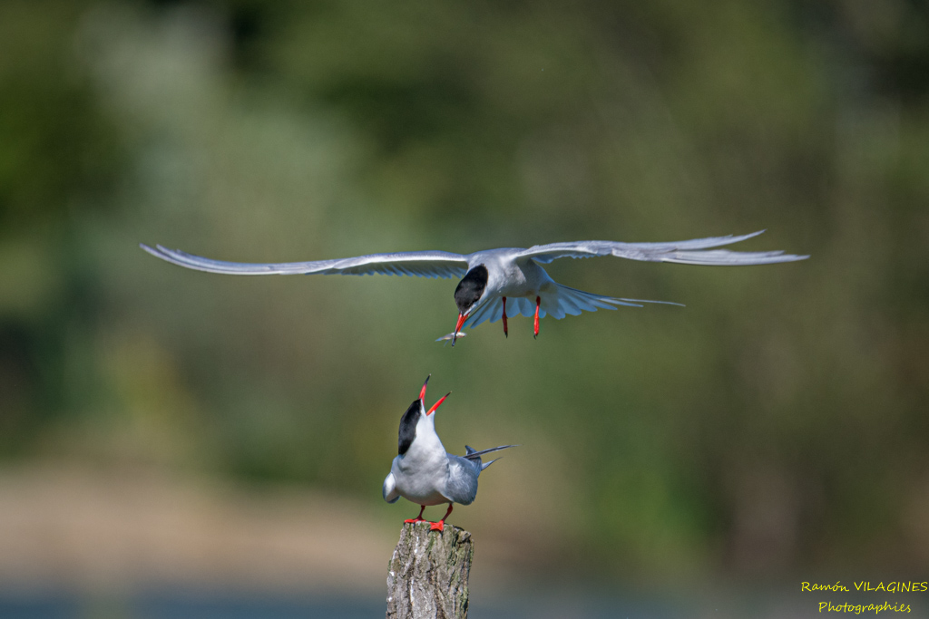 DSC_5274.jpg