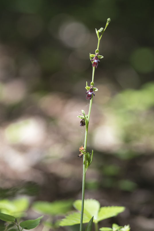 orchis mouche 1000.jpg