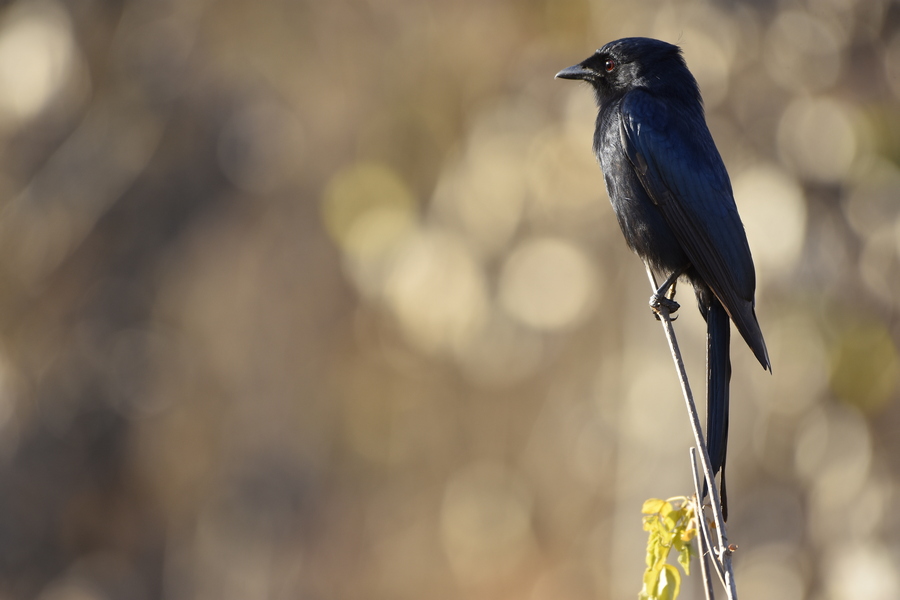 _DSC5986+.jpg