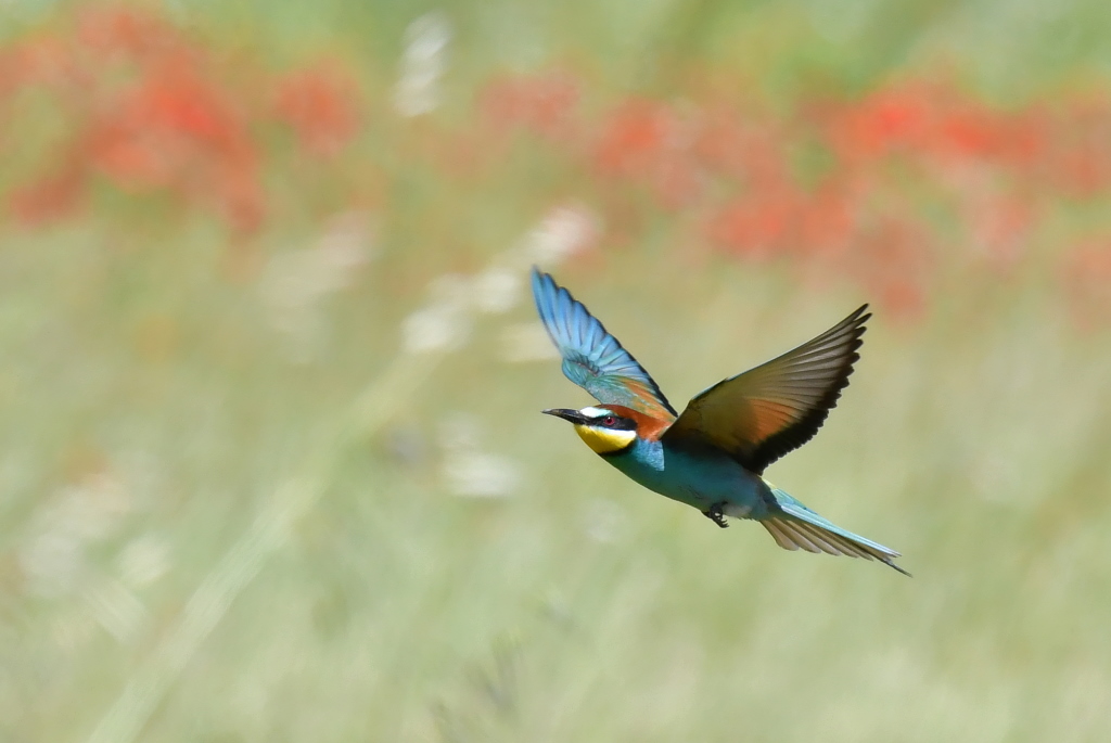 DSC_3606.JPG